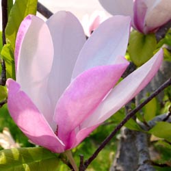 Flowering Tree