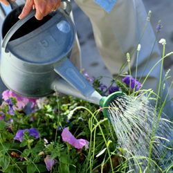 Watering