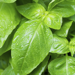 Basil Leaves