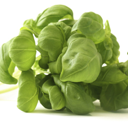 Basil Leaves