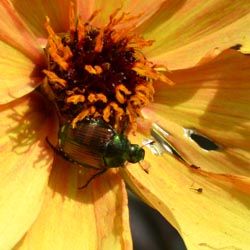 Beetle