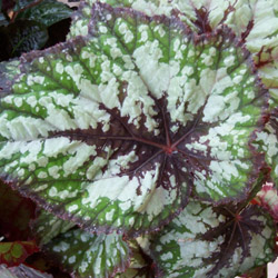 Begonia