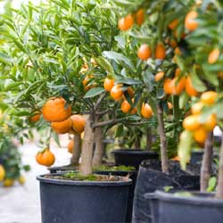 Citrus