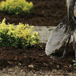 Compost