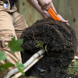 Planting Basic Trees & Shrubs