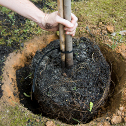 Planting Basic Trees & Shrubs