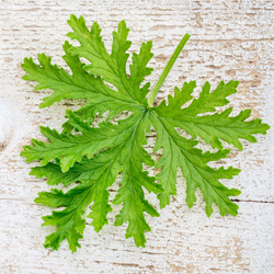 Citronella