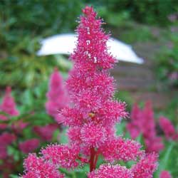 Shade Perennial