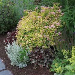 Shade Perennial