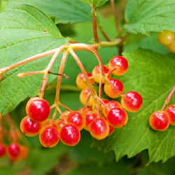 Viburnums