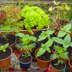single pot