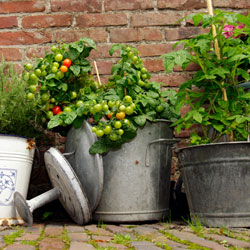 single pot