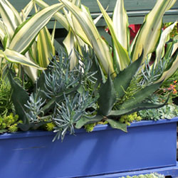 Window Box