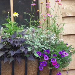 Window Box
