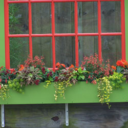 Window Box