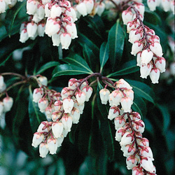 Japanese Pieris