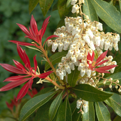 Japanese Pieris