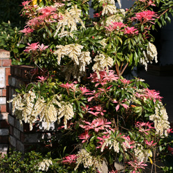 Japanese Pieris