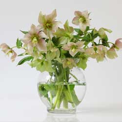 helleborus-1