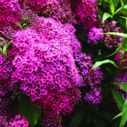 Summer Shrub