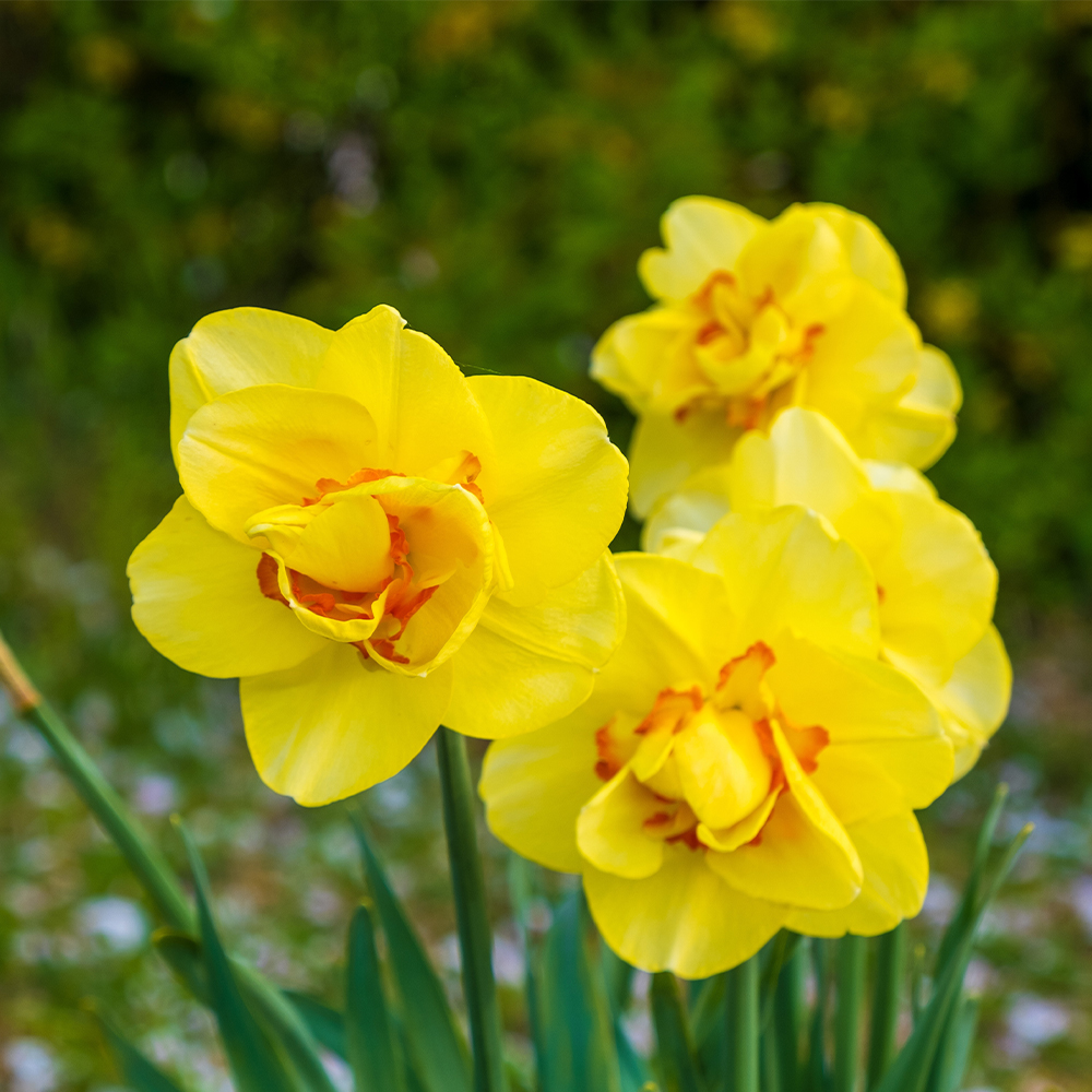 Daffodil
