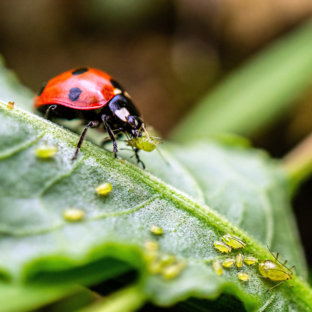 Hellebore Black Death Disease