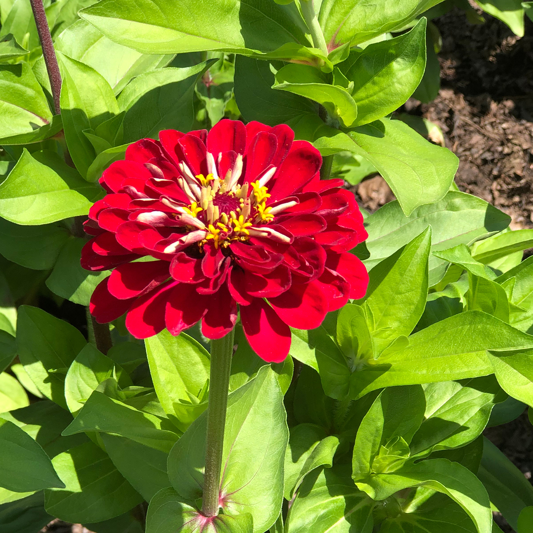Zinnias for Summer