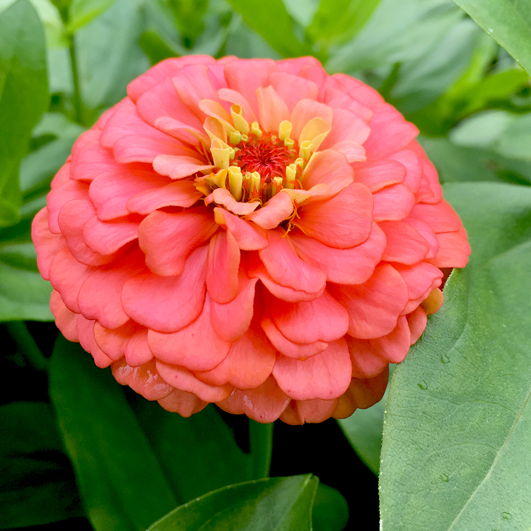 Zinnias for Summer