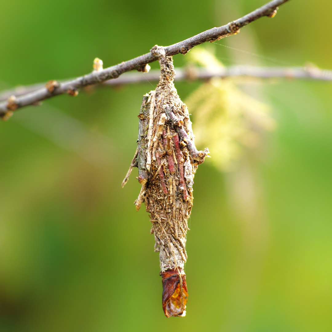 Insects in Winter