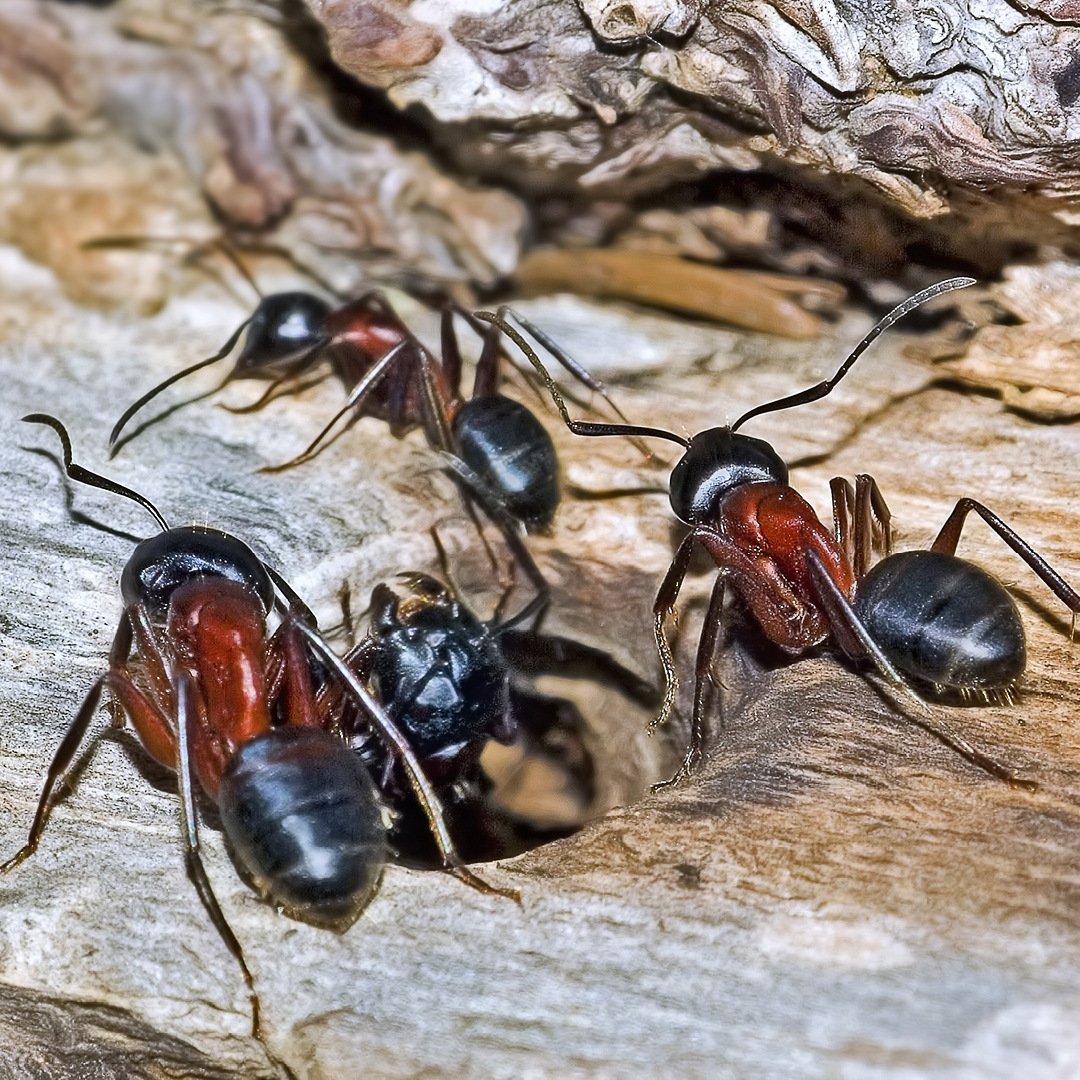 Insects in Winter