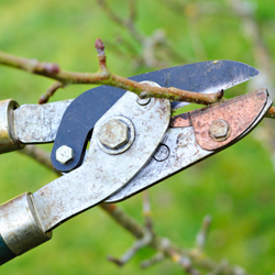 Dormant Pruning