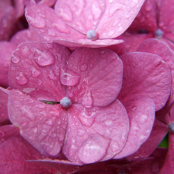 Hydrangeas