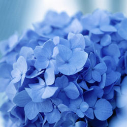 Hydrangeas