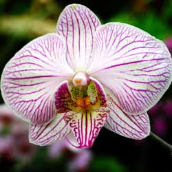 Orchid