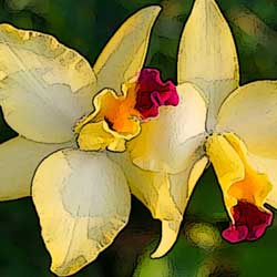 Orchid