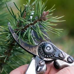 Shrub Prune