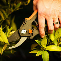 Shrub Prune