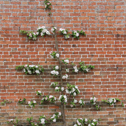 Espalier