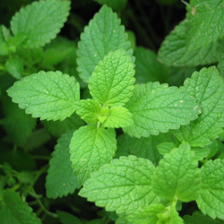 mint