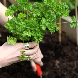 Grilling Herbs