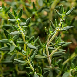 Grilling Herbs