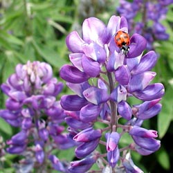 Ladybug