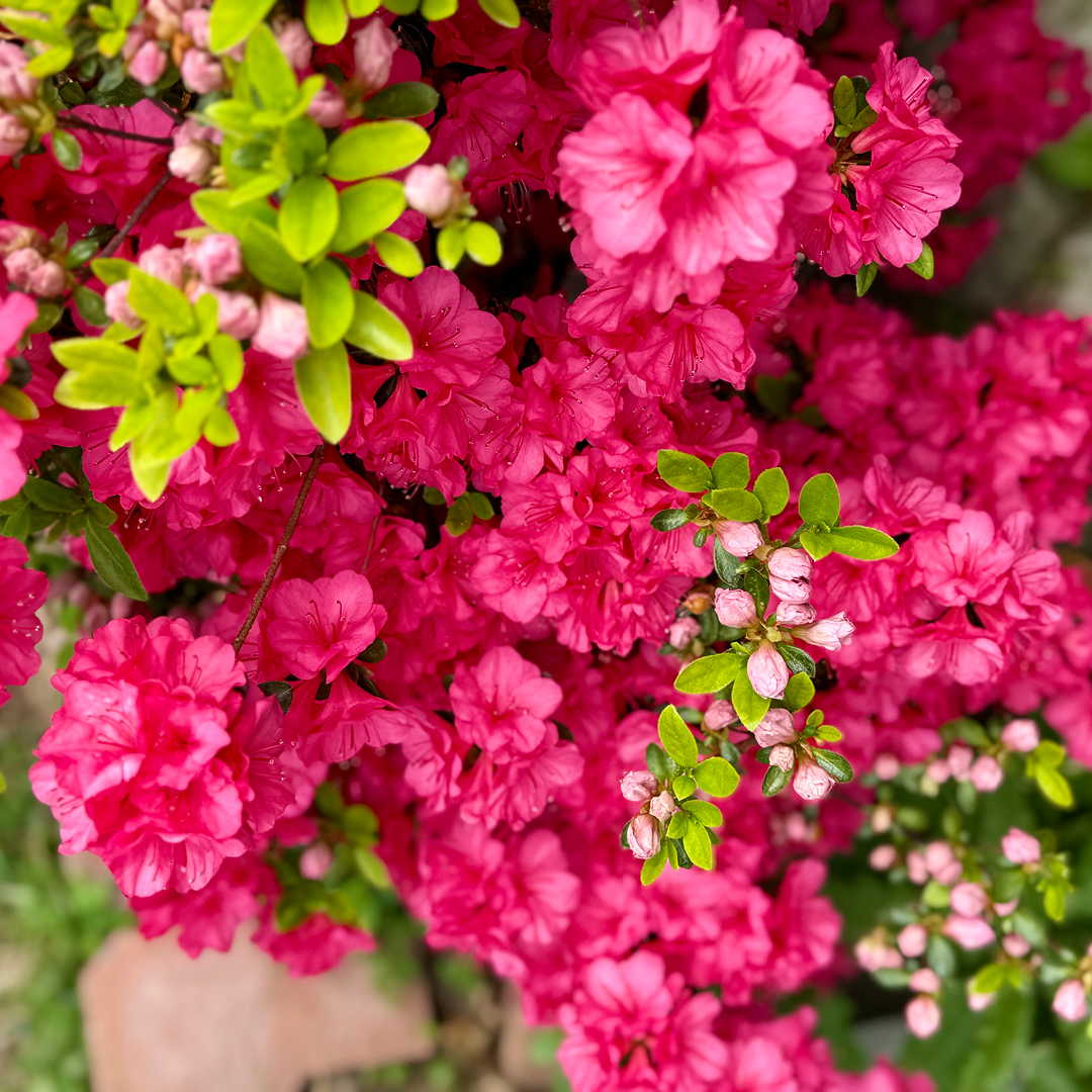 Right Plant, Right Place