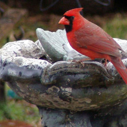Birdscaping