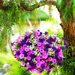 Windowbox