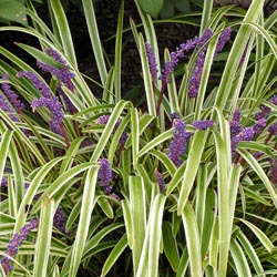 Grasses