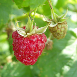 Raspberry