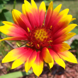 Long landscape example 5