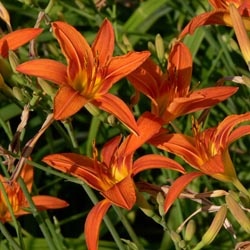 easydaylillies3