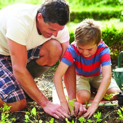 Father And Son Planting Seedling In Ground On Allotment